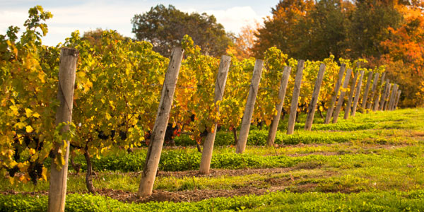 Cottage Grove Saginaw Vineyards