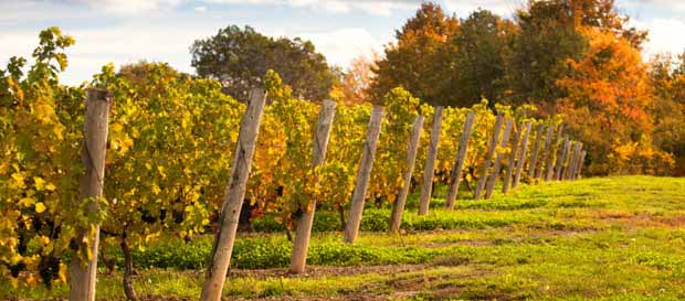 Cottage Grove Saginaw Vineyards